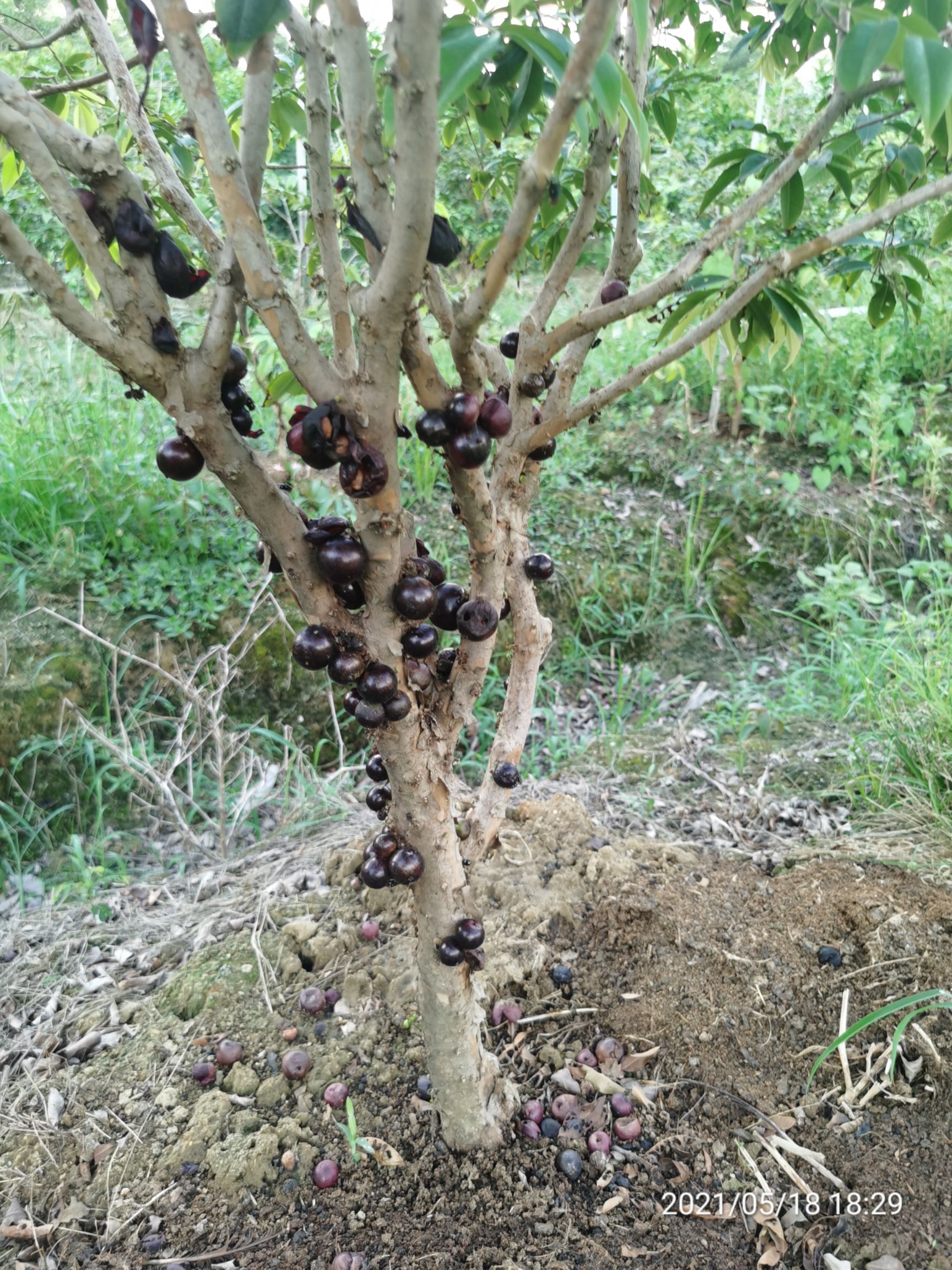 博罗县葡萄种子 四季嘉宝果种子