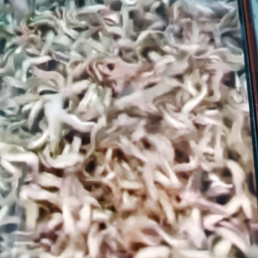 思茅泥鳅苗 