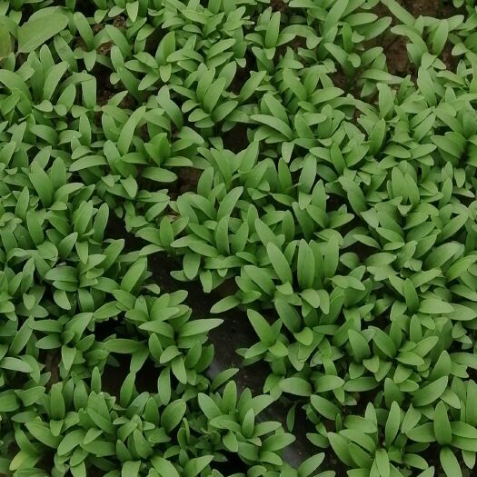 喀喇沁旗香菜苗 