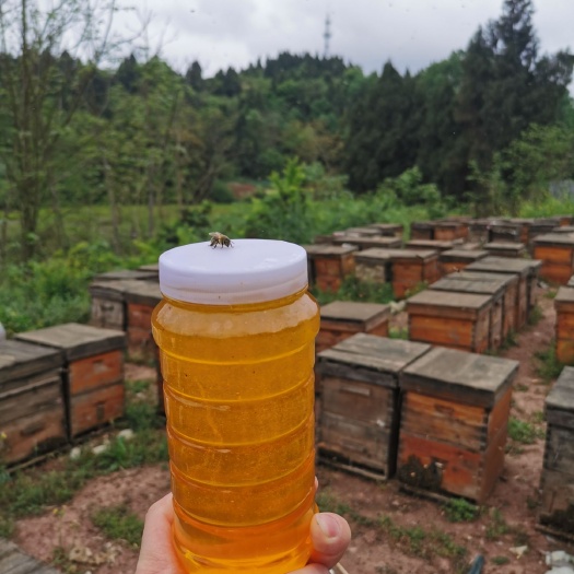乐至县百花蜜  五倍子蜂蜜，乐至县红林养蜂专业合作社