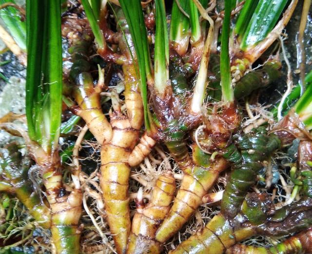重庆市石菖蒲