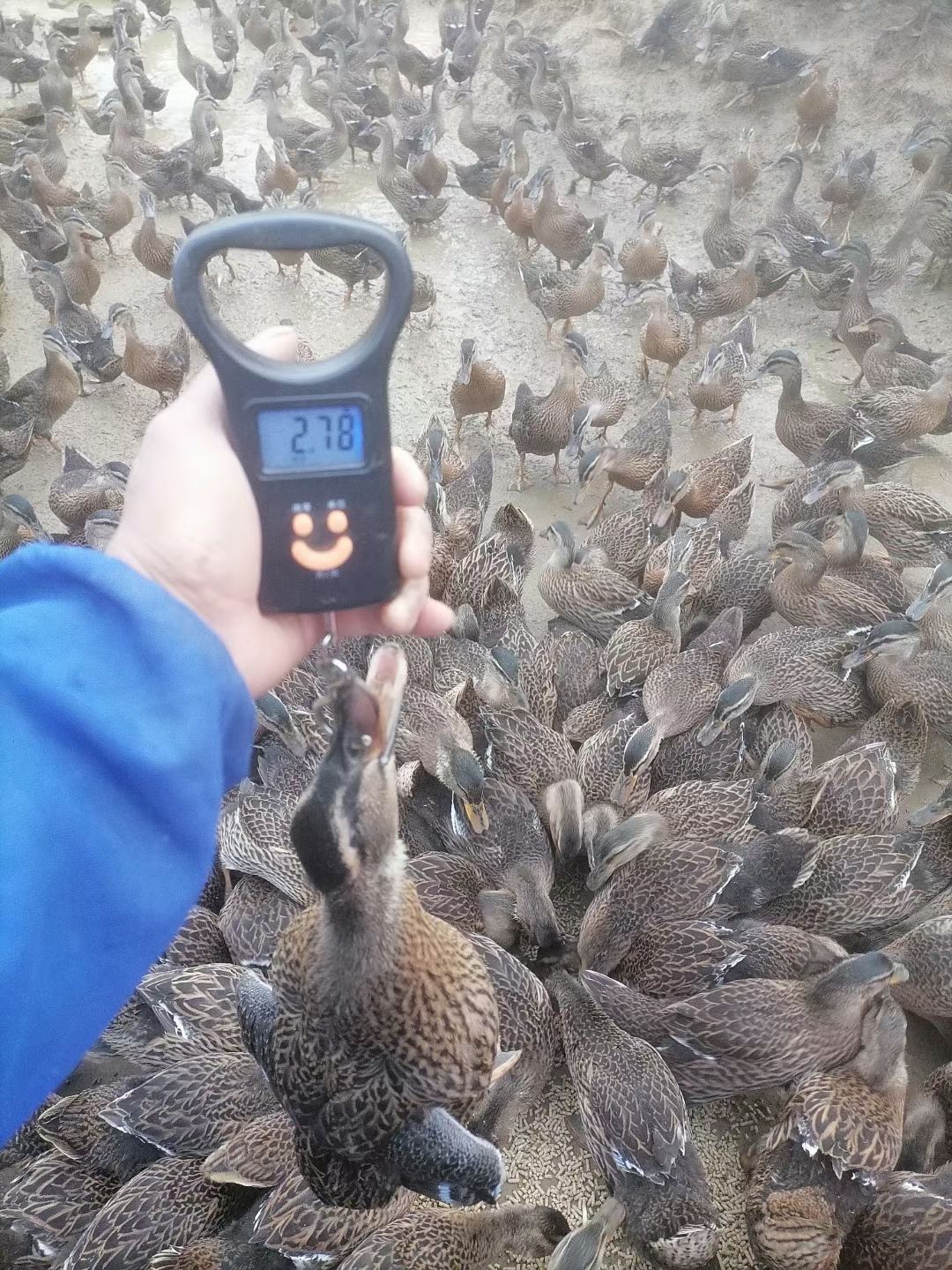 常年供应水鸭