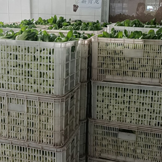上海上海青 青菜（基地常年种植各种蔬菜）