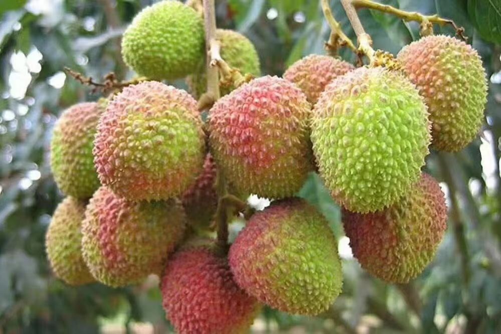 妃子笑荔枝  高州妃子笑，一骑红尘妃子笑，无人知是荔枝来。