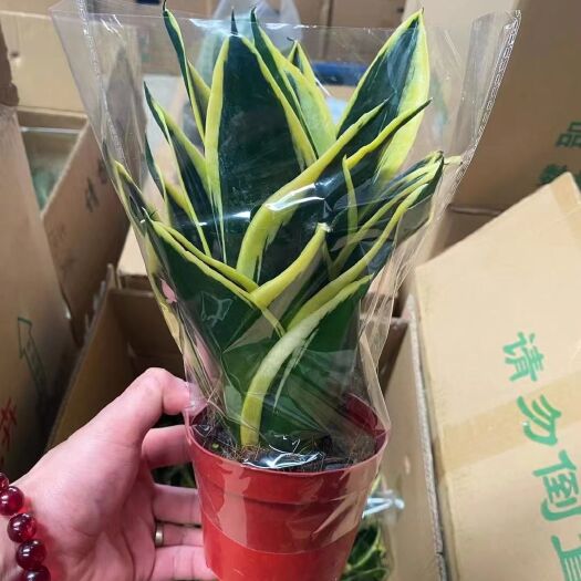 广州虎皮兰 #120精品A级荷花兰，24装