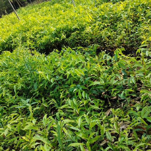 灵山县奇楠沉香树 沉香木苗