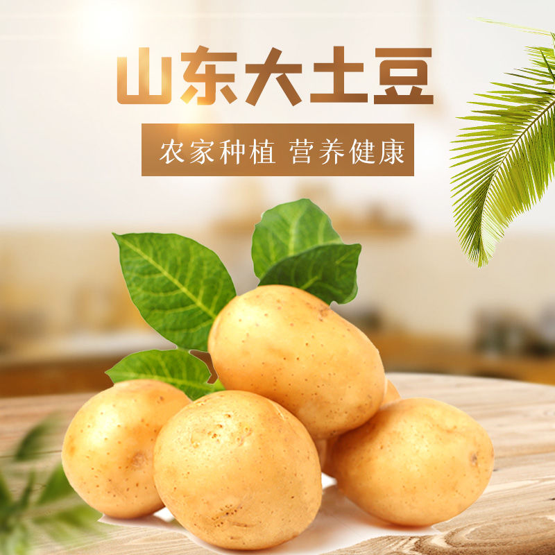 荷兰15  土豆 荷兰土豆。山东土豆产地。荷兰十五土豆。黄心