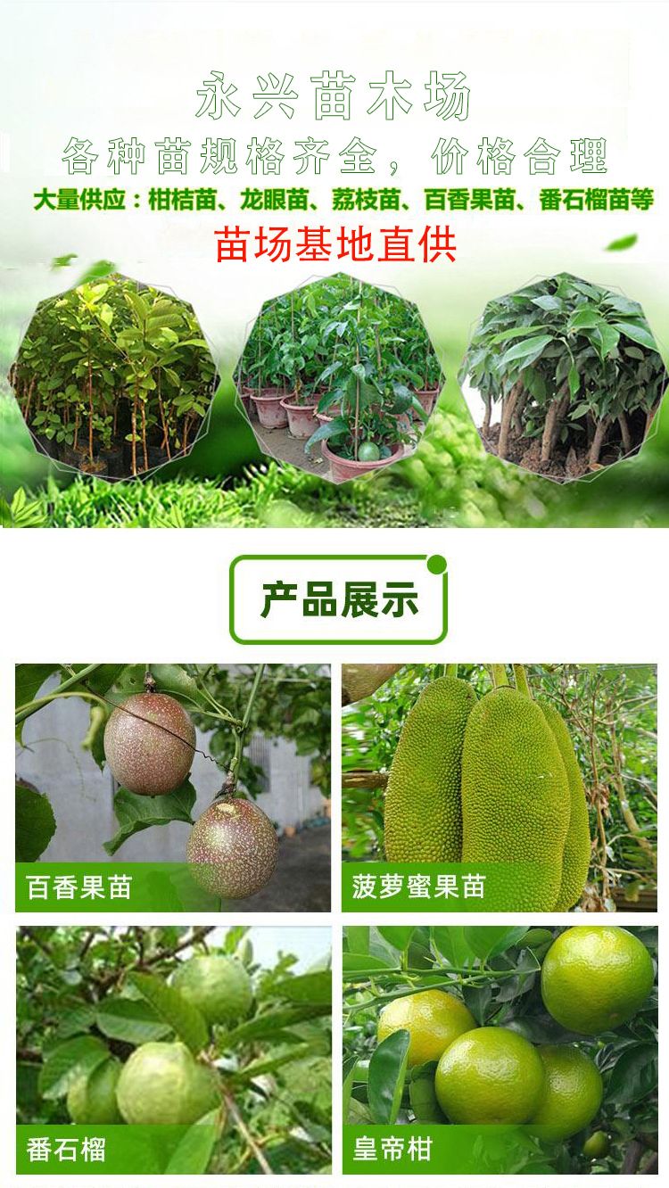 释迦果苗  释迦果树苗林檎苗 番荔枝苗嫁接苗佛陀果ap释迦 凤梨释迦