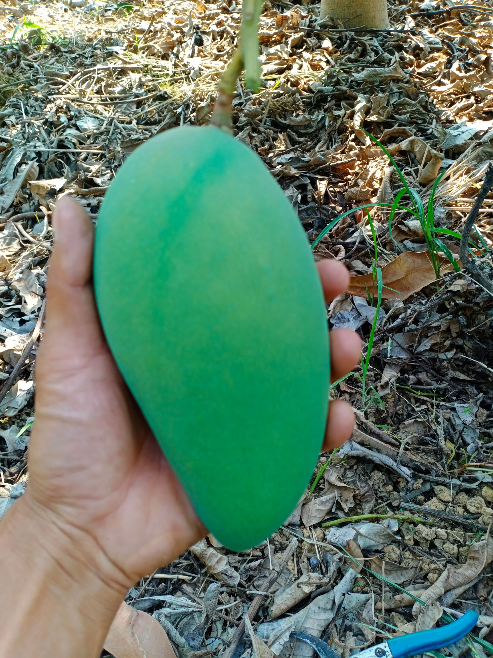 广西百色田阳芒果上市了