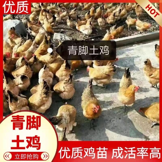 衡南县土鸡苗  青脚，包发货，包打疫苗，包路损，质量保证
