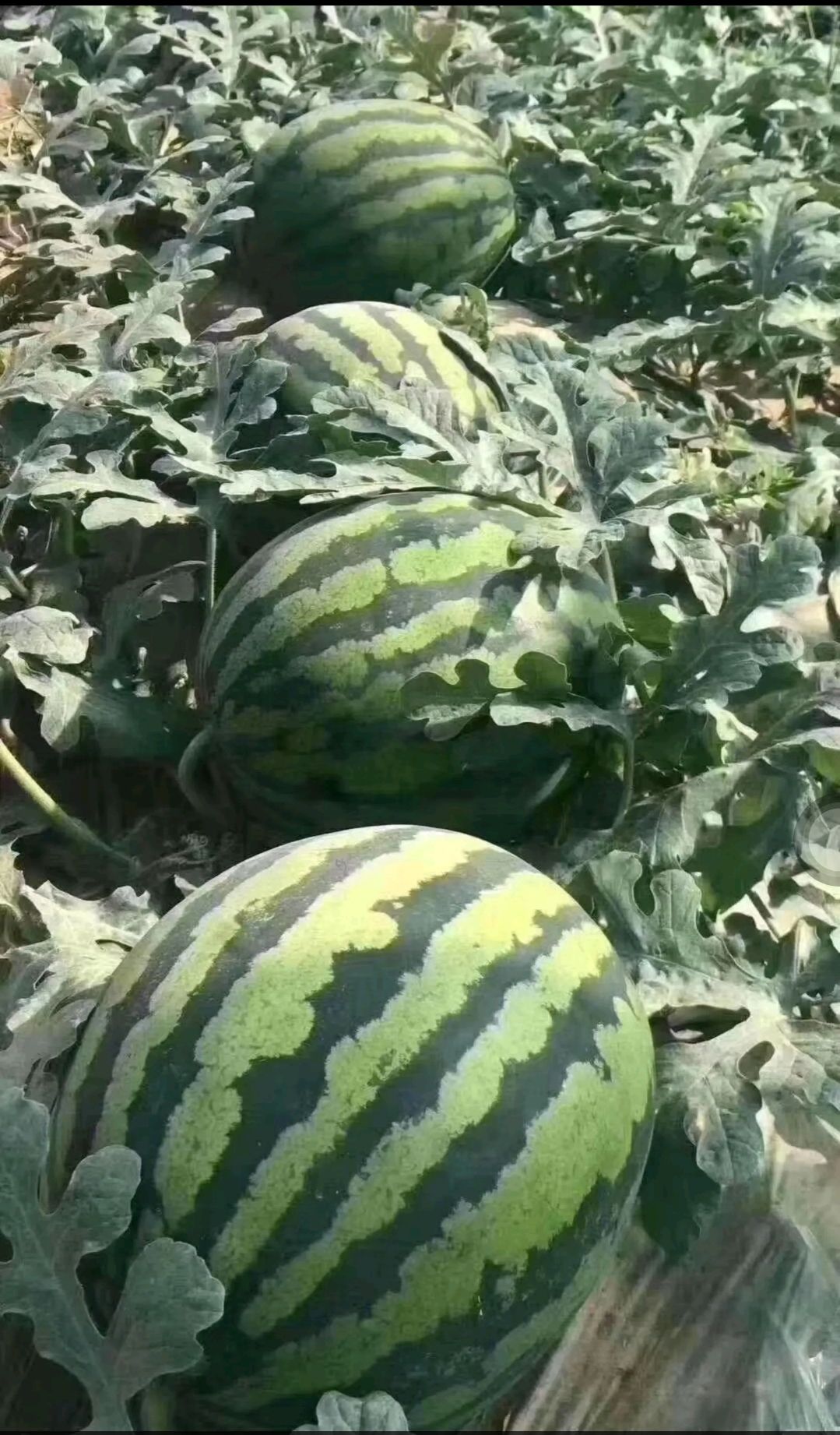 陝西甜王西瓜,京欣西瓜,美都西瓜,產地直供