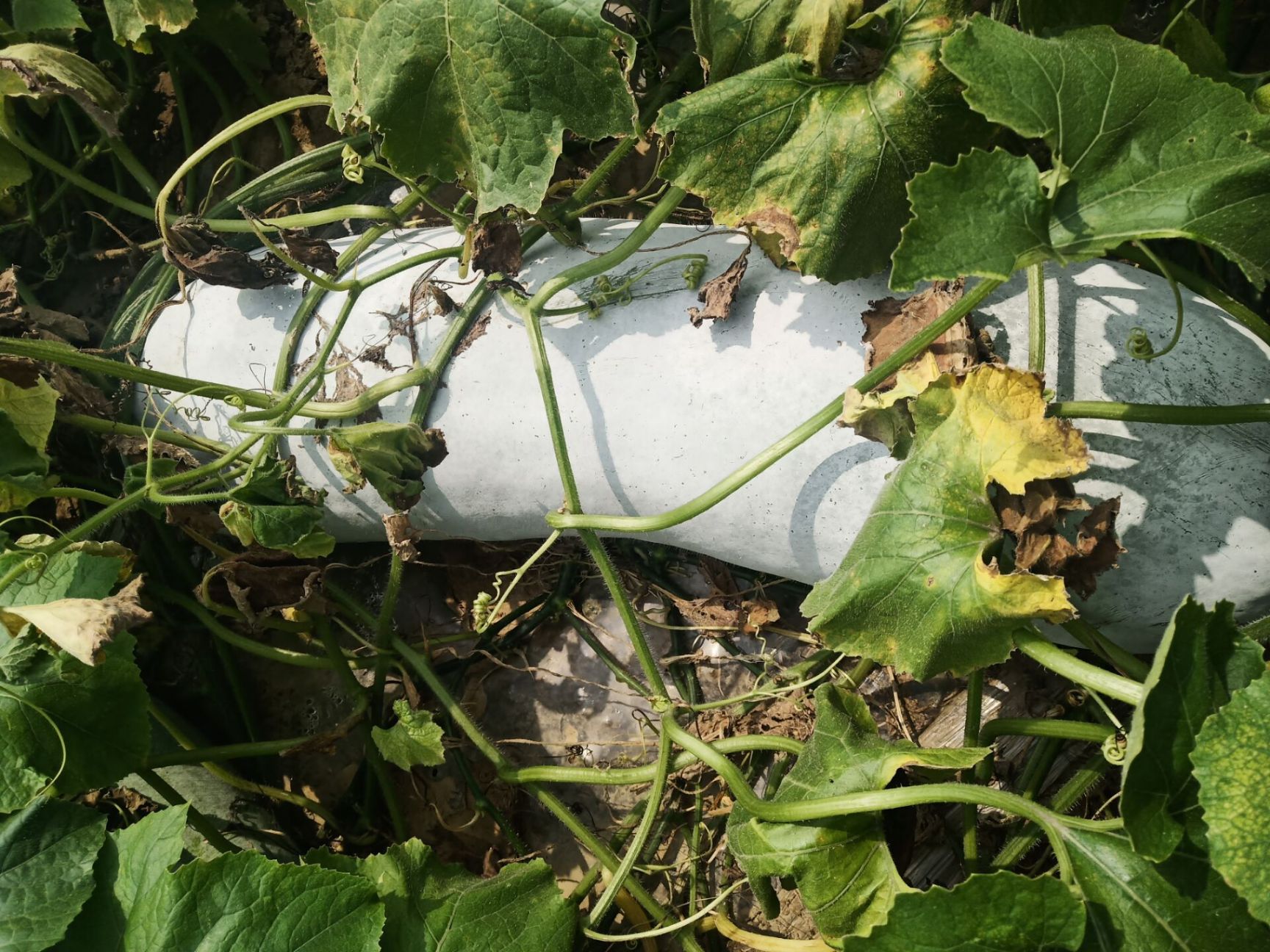 精品白皮冬瓜产地直销大量供应需要的老板联系