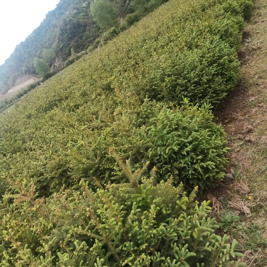 康乐县甘肃云杉