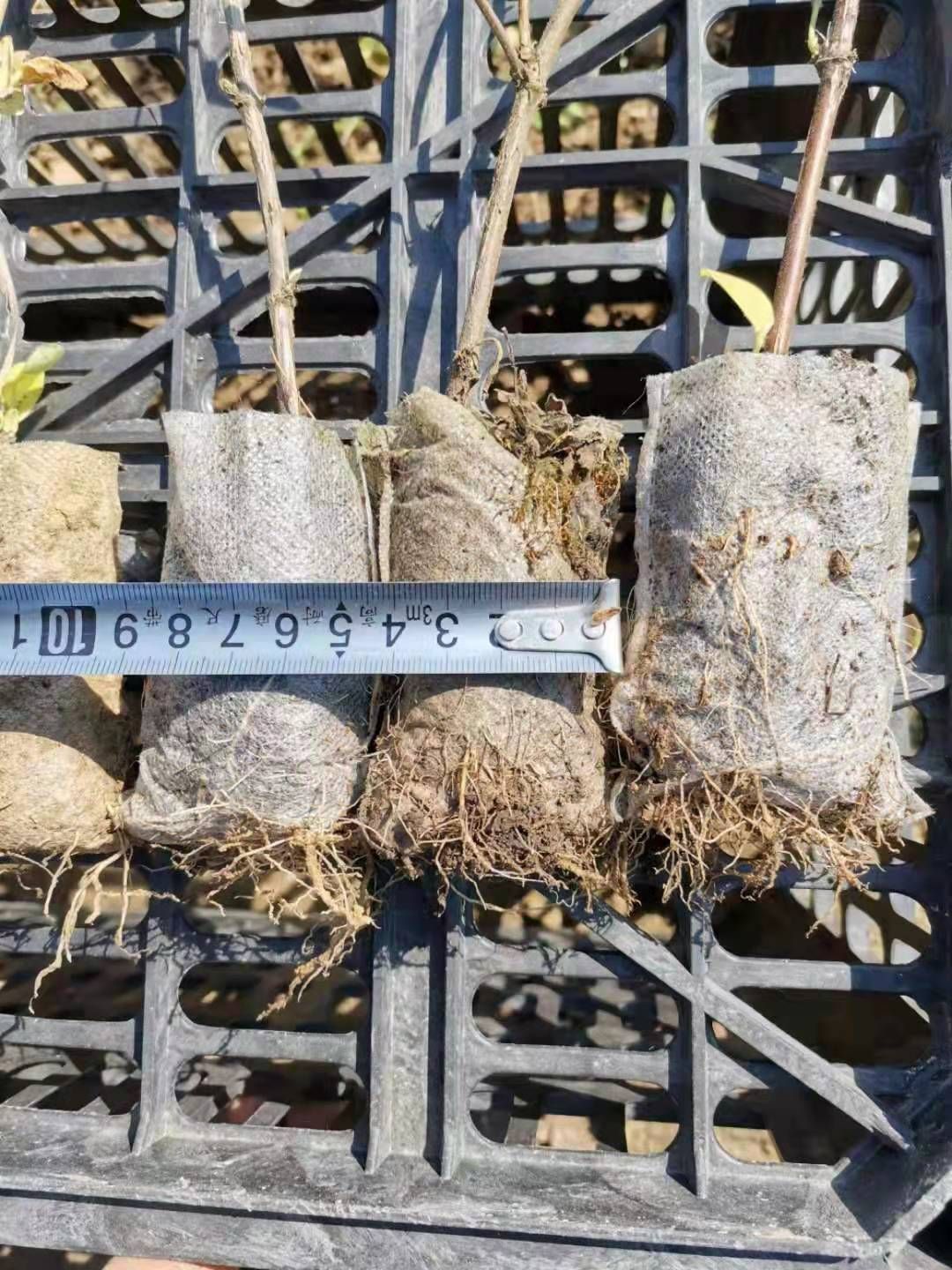 北花一号金银花苗  金银花苗，北花一号，四季，营养杯