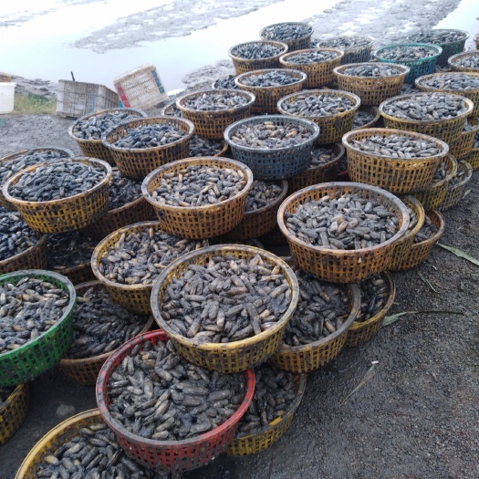 漳州厦门海蛏