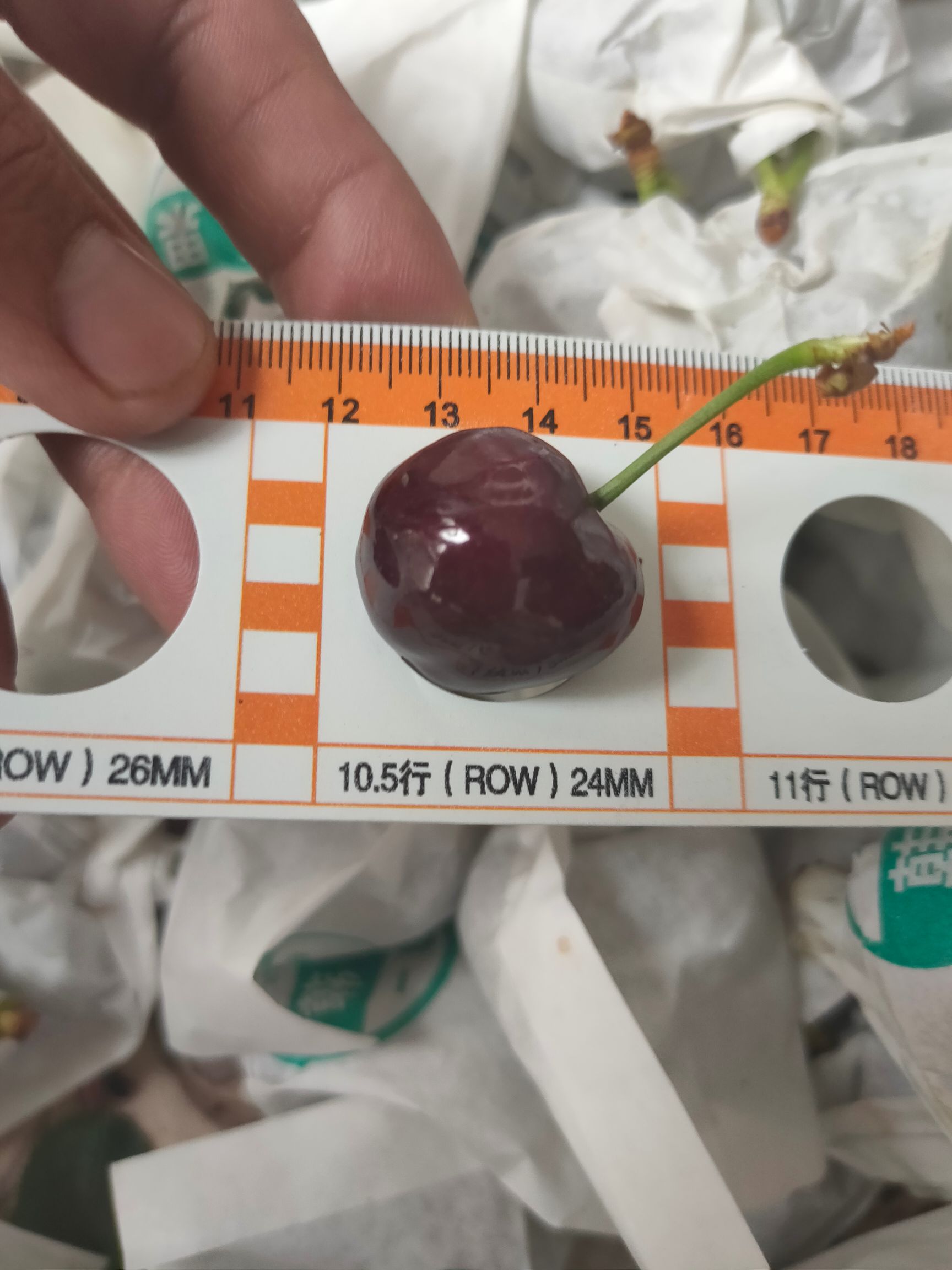 黑珍珠樱桃  无污染之纯净地，海拔1500米以上，全年日照300天