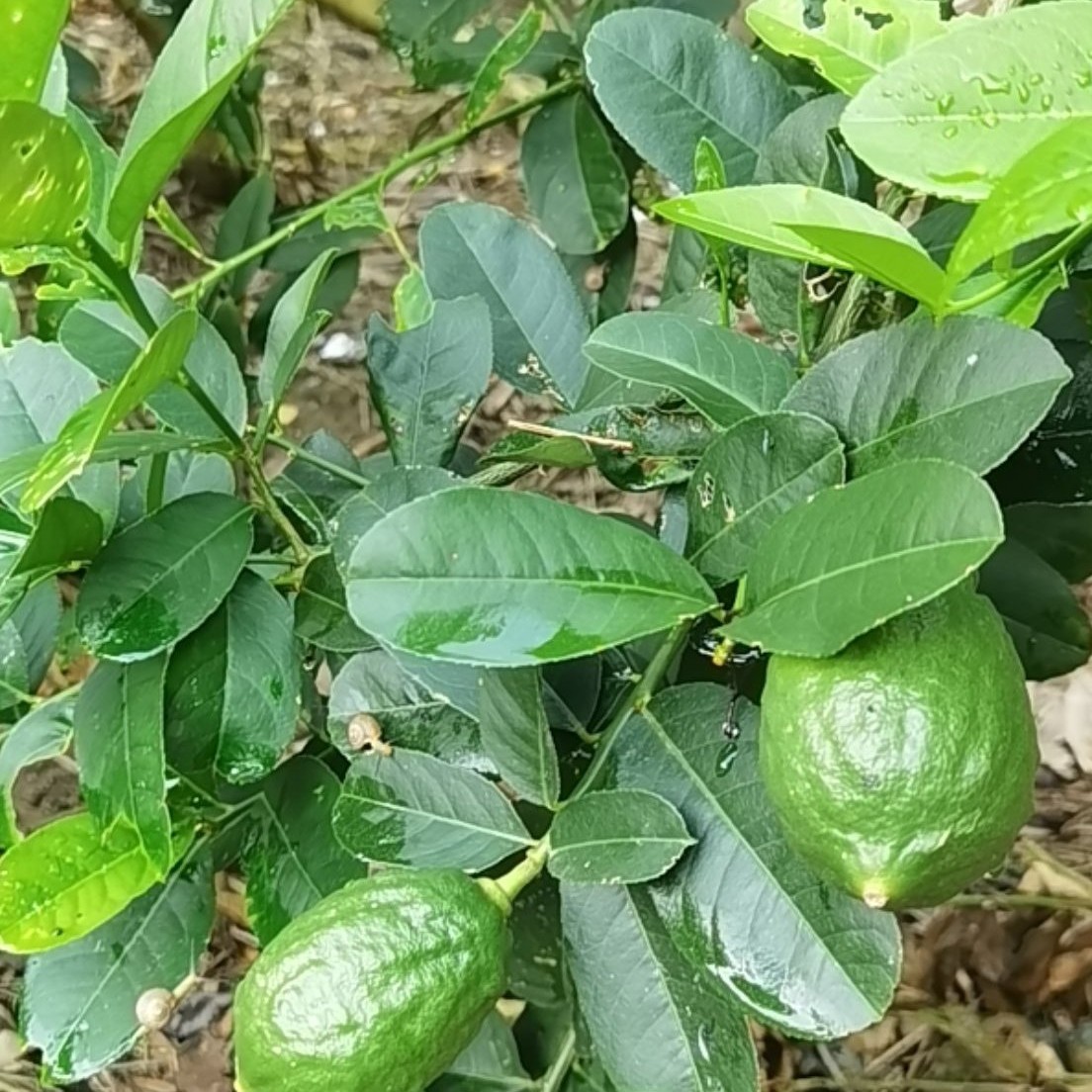 本人种植广东香水柠檬500亩长期有货