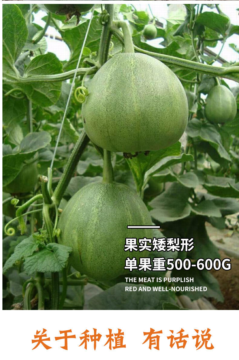 日本甜宝甜瓜苗  【有好苗】，香瓜苗，湖南基地直供各类甜瓜苗