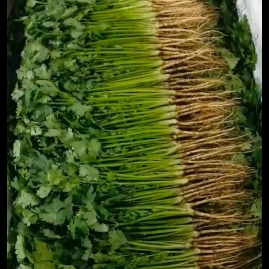 大叶香菜