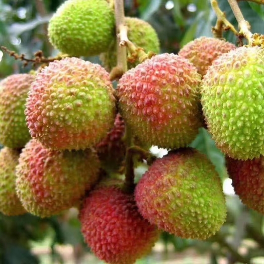 灵山县妃子笑荔枝  鲜荔枝