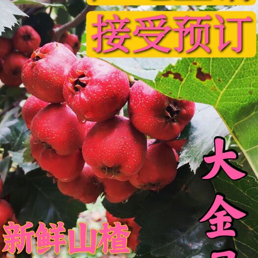 平邑县大金星山楂 品质优秀 个大 颜色鲜艳 口感甜真正的沂蒙大山楂