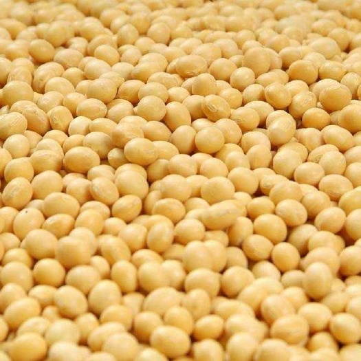 曹县黄豆种子  国审豆种大豆黄豆大粒中粒种子分枝多抗性好宜机收高产稳产耐高温