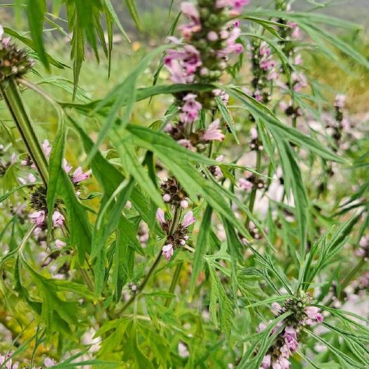浠水县 益母草