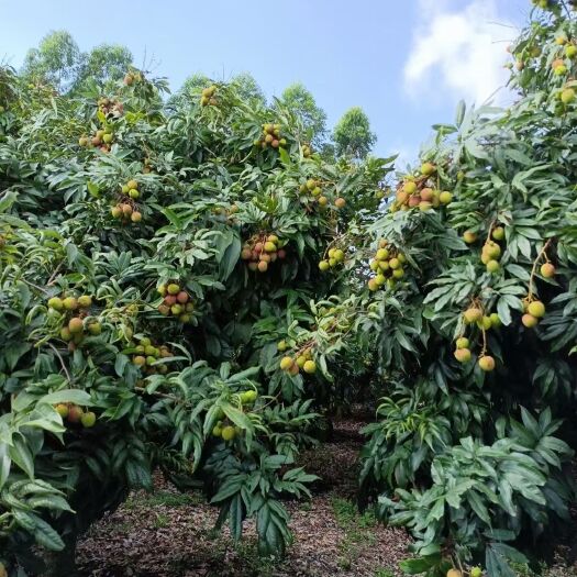 廉江市妃子笑荔枝 找采购商《荔枝》