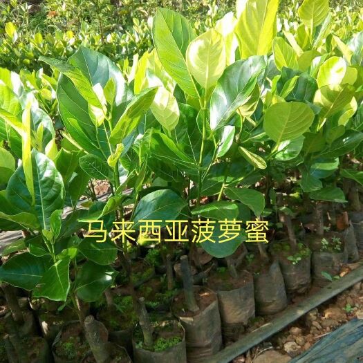 灵山县 菠萝蜜苗