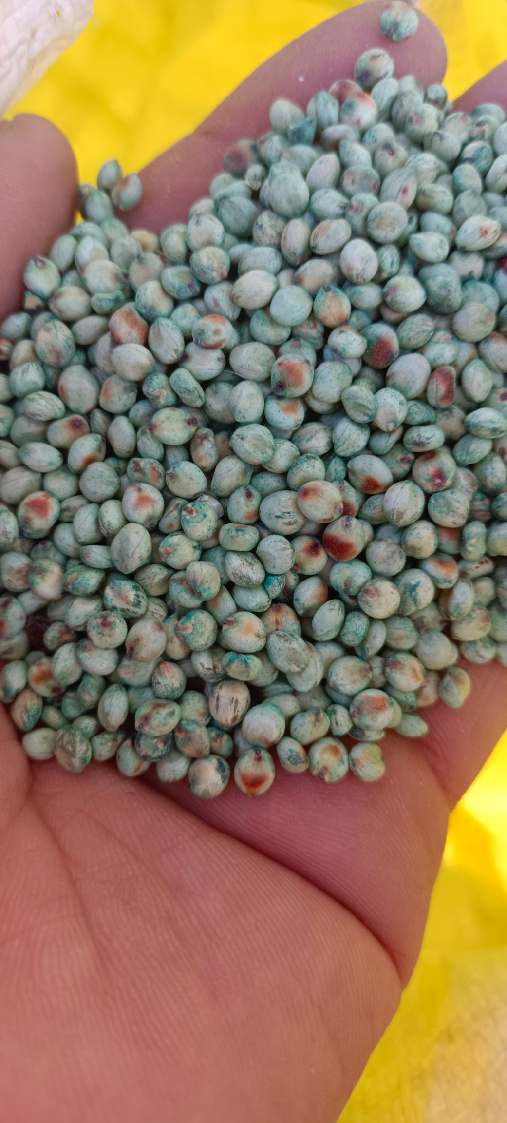 甜高粱，牧草，饲料，可多次收割，