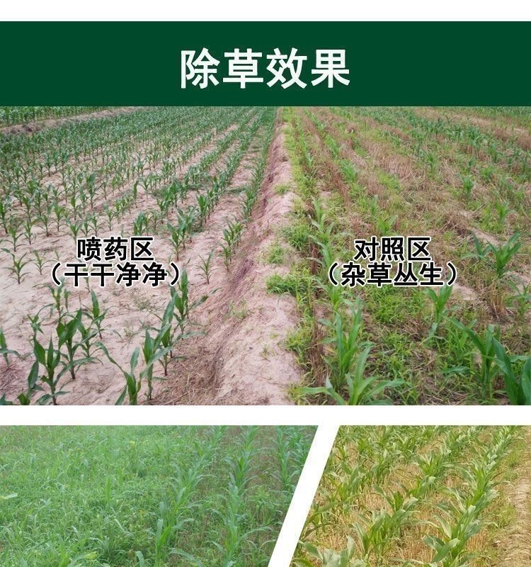 硝磺莠去津  苯唑草酮莠去津玉米苗后专用除草剂各种玉米通用安