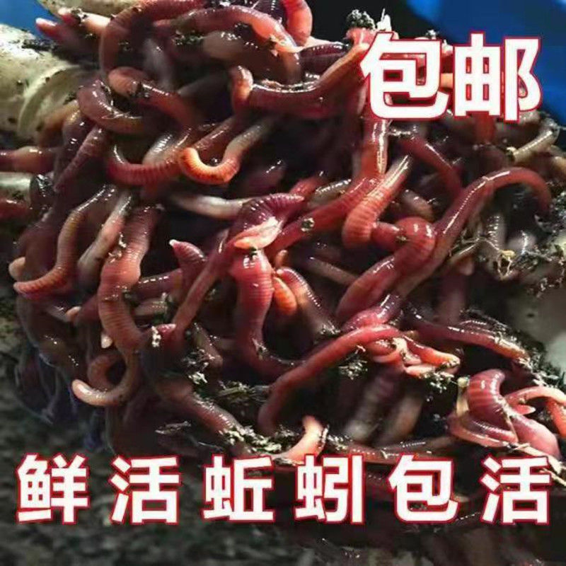 活体蚯蚓一斤散装垂钓鱼饵户外钓鱼饵料黄鳝放生龟食大平