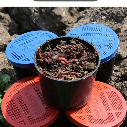 广州活体蚯蚓一斤散装垂钓鱼饵户外钓鱼饵料黄鳝放生龟食大平