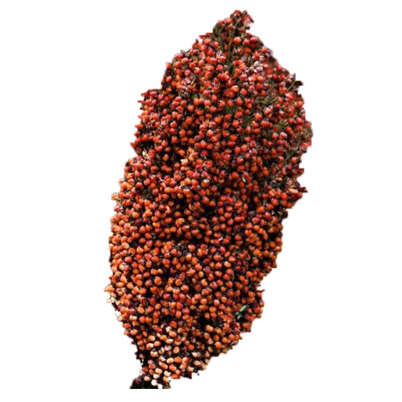 甜高粱，牧草，饲料，可多次收割，