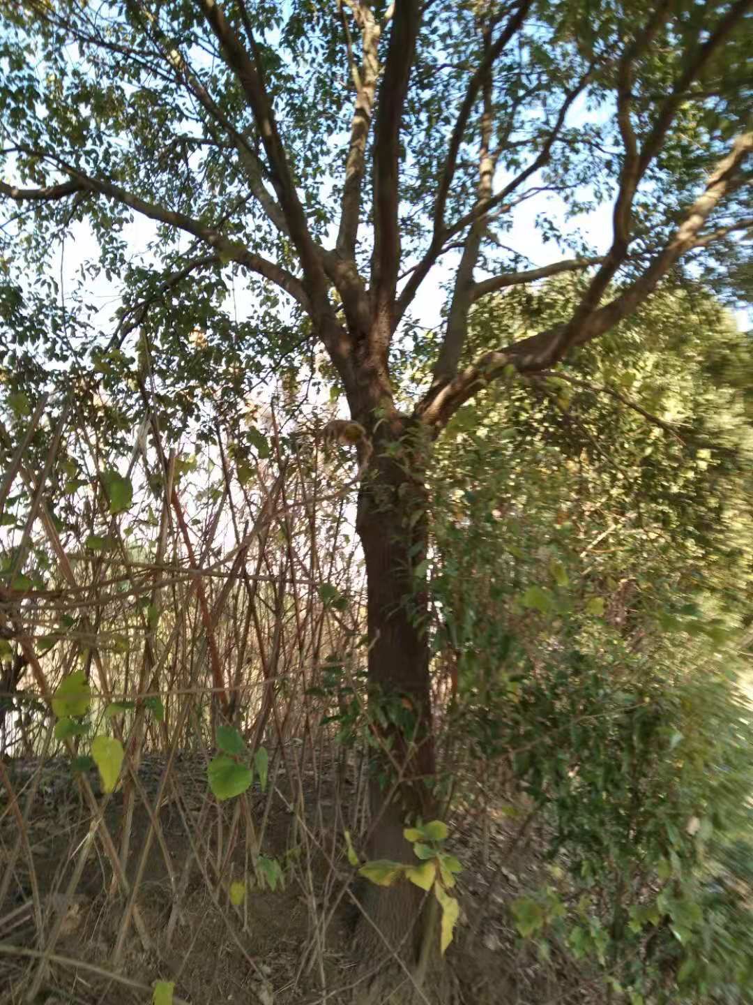 香樟 