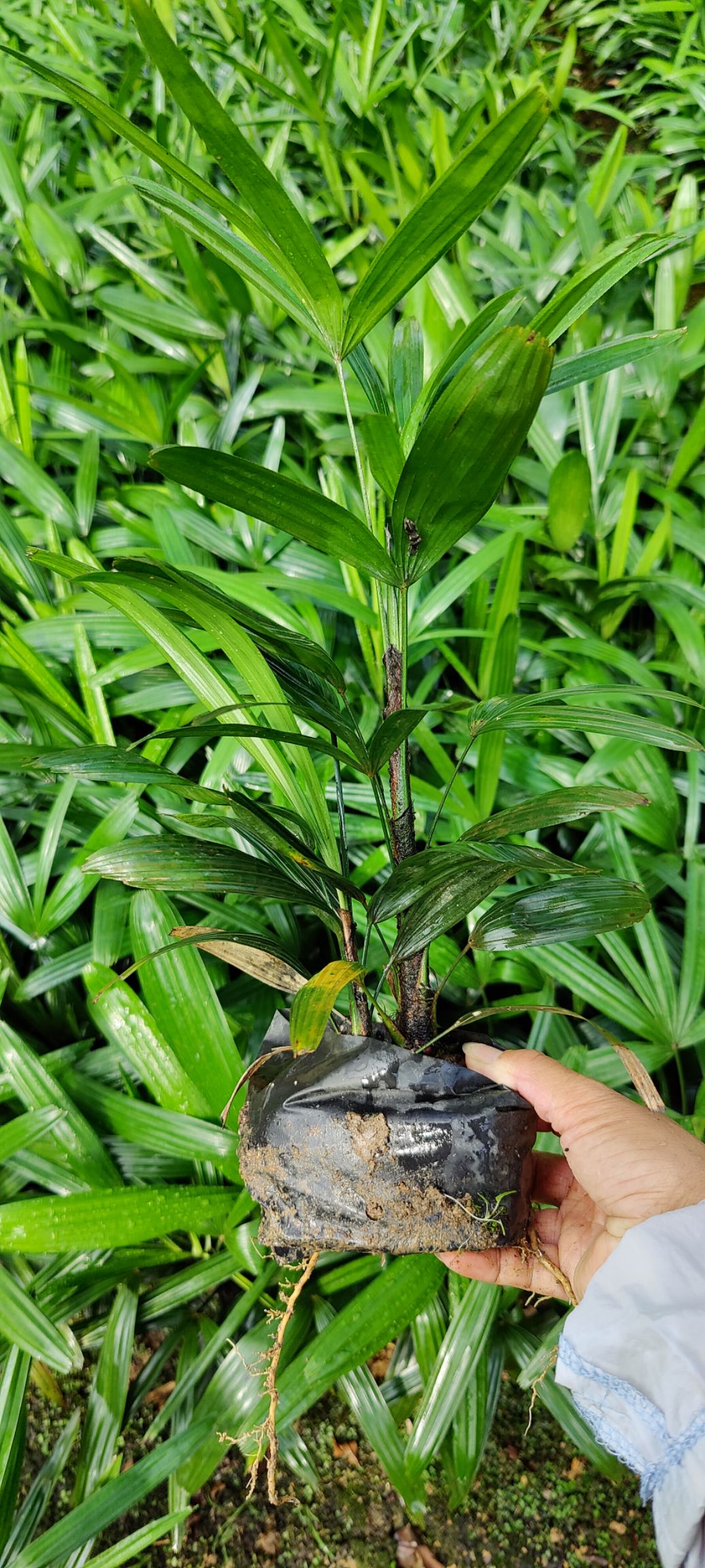 棕竹