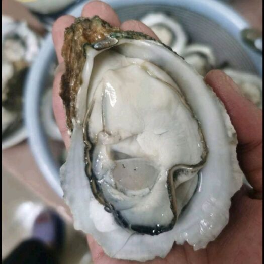 佛山台山中蚝 口紧香甜 脆口生蚝 肥度保证 批发