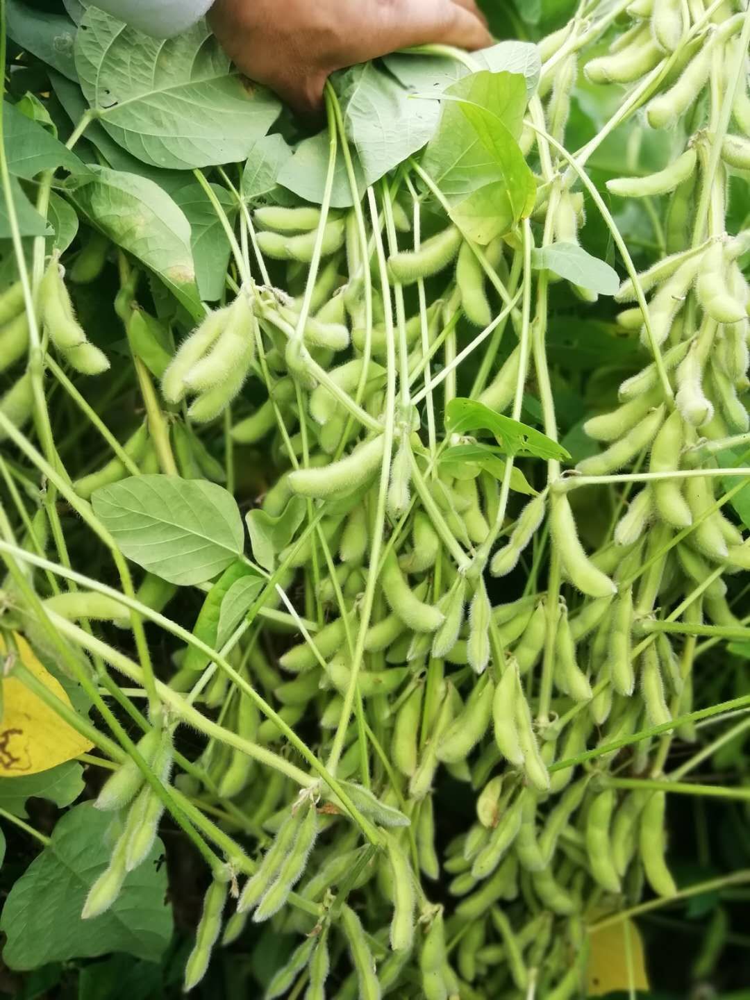 黄豆种子  国审豆种大豆黄豆大粒中粒种子分枝多抗性好宜机收高产稳产耐高温