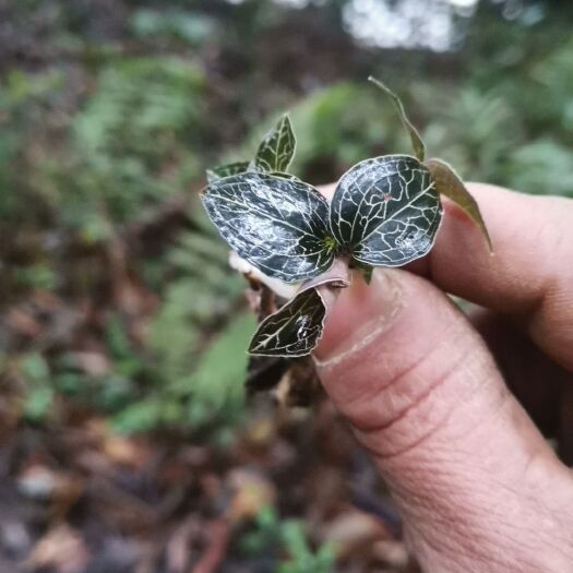 马关县茯苓 大山里的好东西