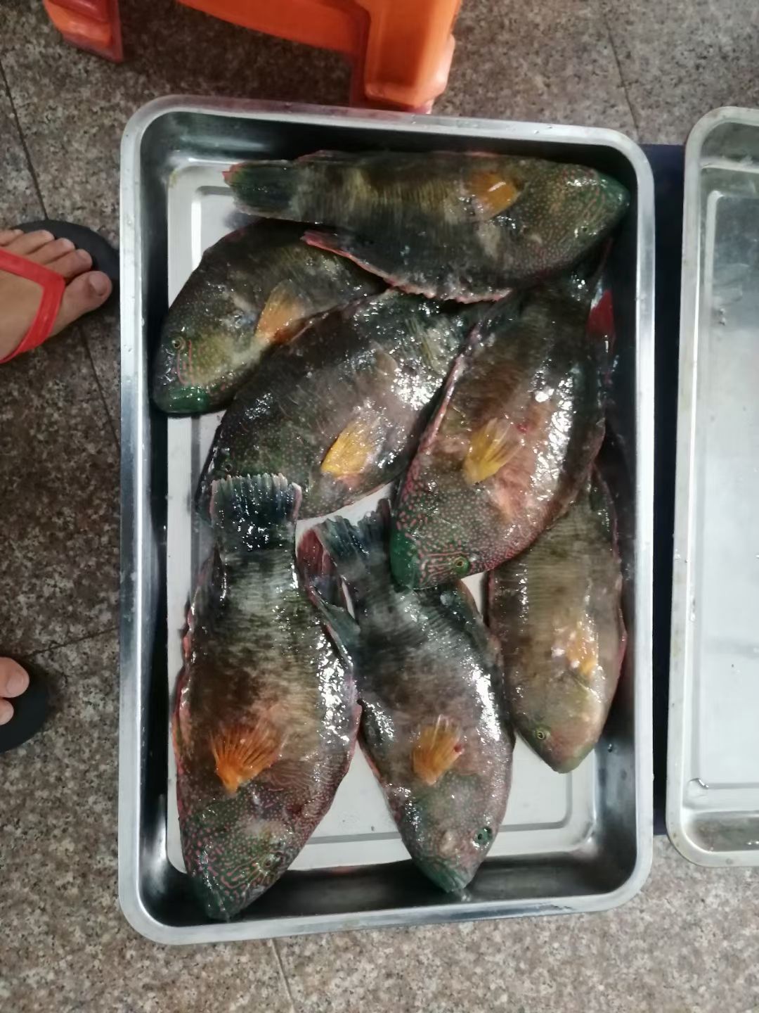 水产青衣鱼