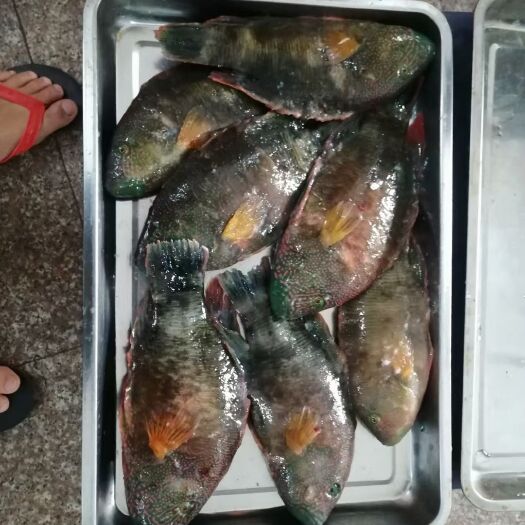琼海市水产青衣鱼
