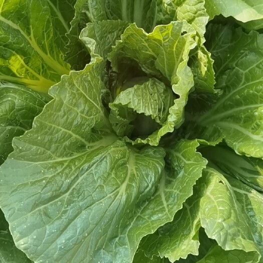 嵩明县包心芥菜  芥菜上市中