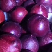 瓦房店市 大连油桃