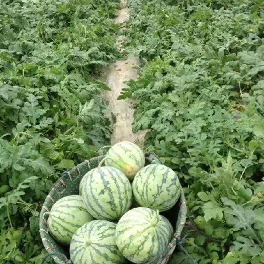 团风县麒麟西瓜  8424西瓜，诚信为本  质量保证