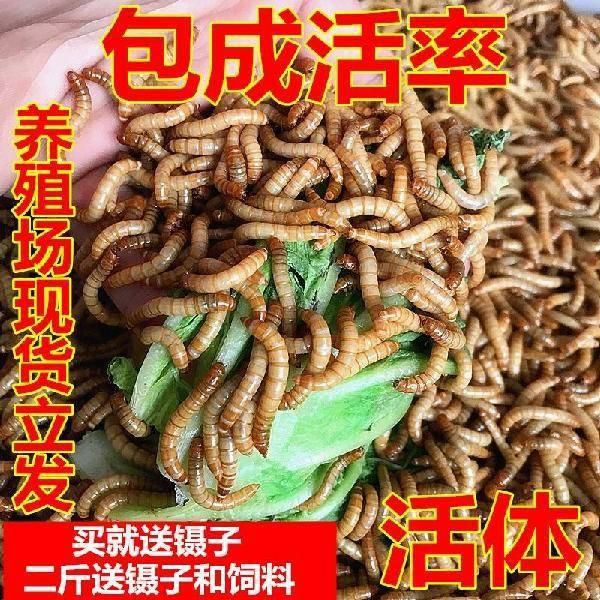 黄粉虫活体面包虫活体鱼石蛙龙鱼黄粉虫黄粉虫宠物饲料