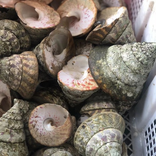 马蹄螺 海螺