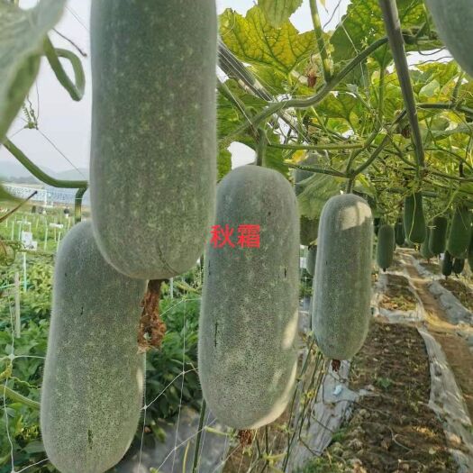 南宁冬瓜种子  夏玉秋霜 中熟 新一代杂交粉皮节瓜 圆筒形 口感好 抗病性强