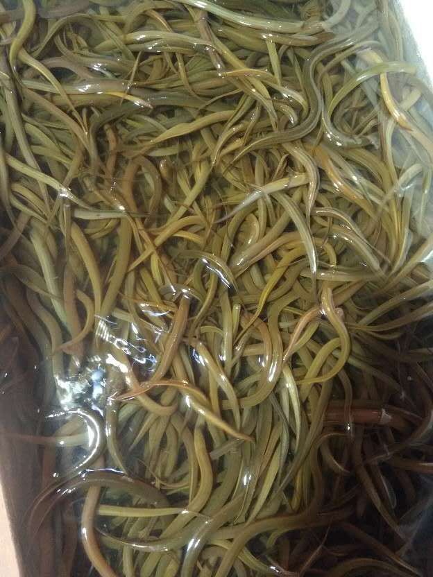 泥鳅苗 青色泥鳅苗提供养殖技术 包运输下塘支持货到付款