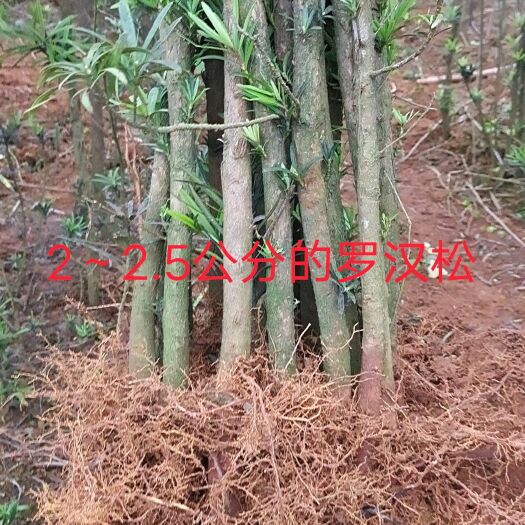 阳朔县短叶罗汉松  供1~9公分的罗汉松树桩   罗汉松造型桩