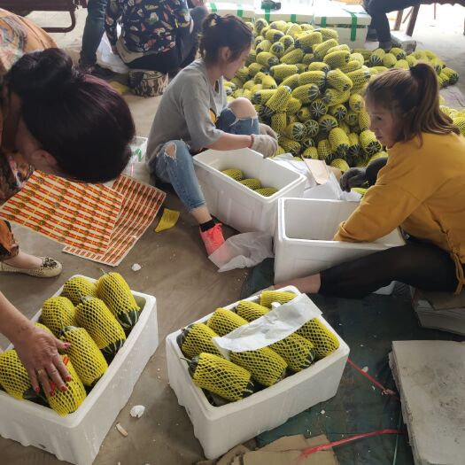 新乐市羊角蜜甜瓜  甜瓜代办 绿宝 20 羊角蜜 博洋系列